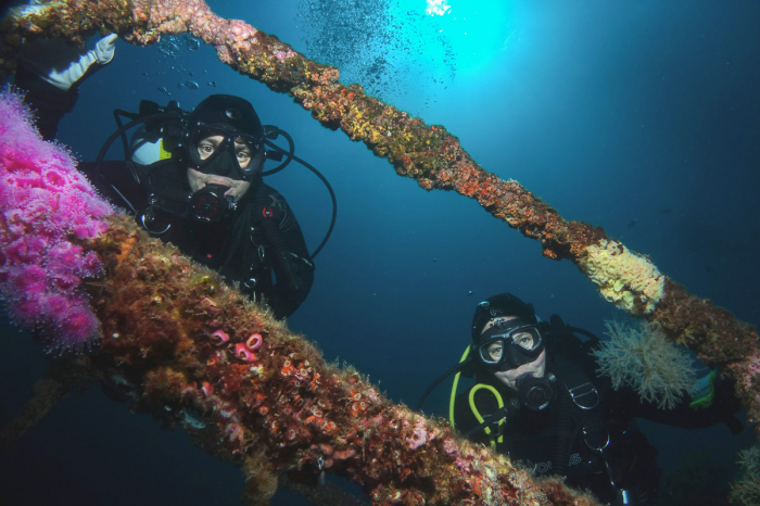 Paihia Dive Bay Of Islands New Zealand Scuba 5