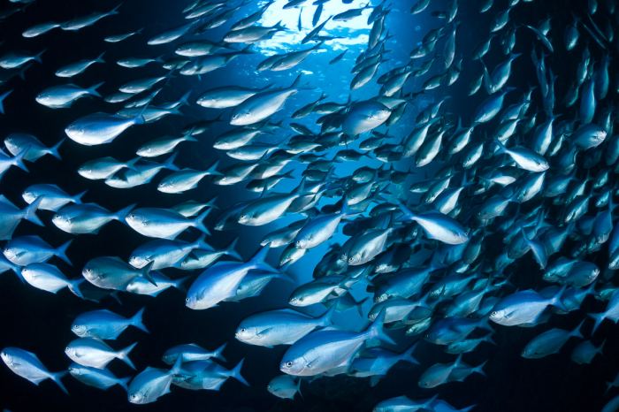 Poor Knights Islands Tutukaka New Zealand Diving 2