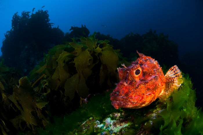 Poor Knights Islands Tutukaka New Zealand Diving 10