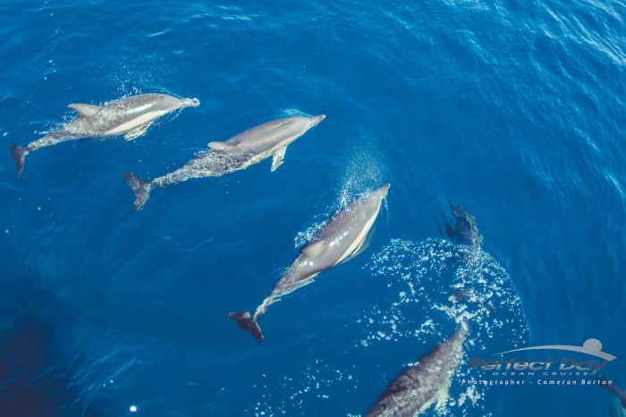 Poor Knights Islands Tutukaka New Zealand Diving 13