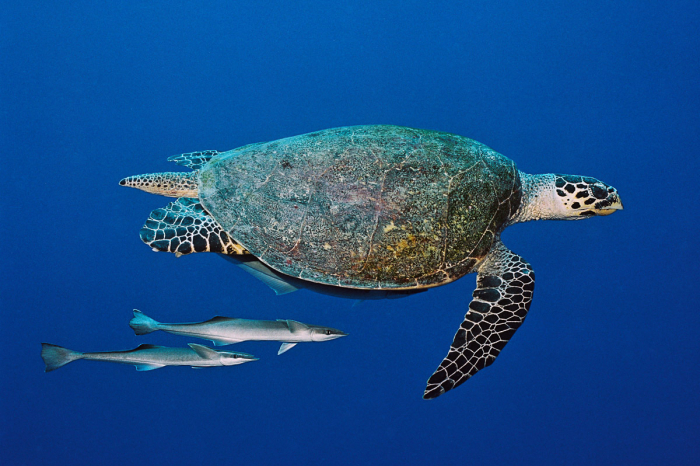 Palau Micronesia Scuba Diving 13