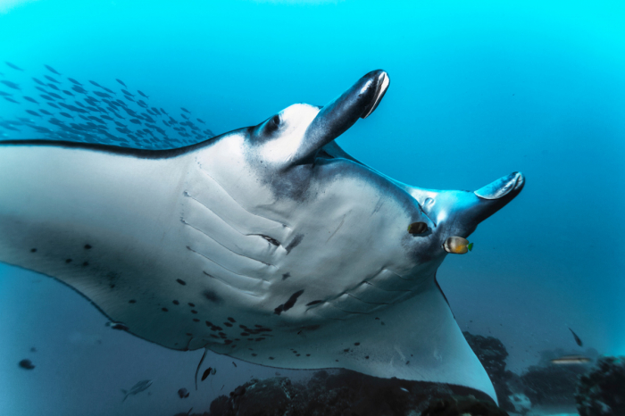 Best Places Mantas Palau 2