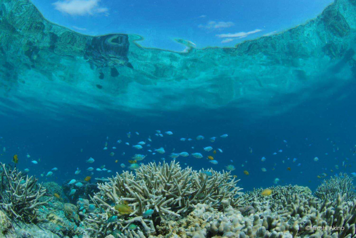 Palau Diving