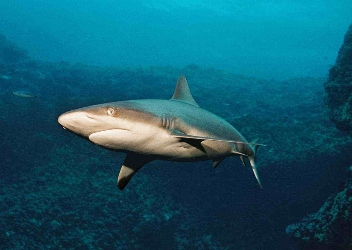 Palau Diving