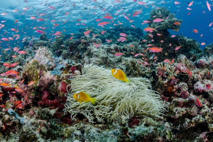 Solomon Islands Scuba Diving 6