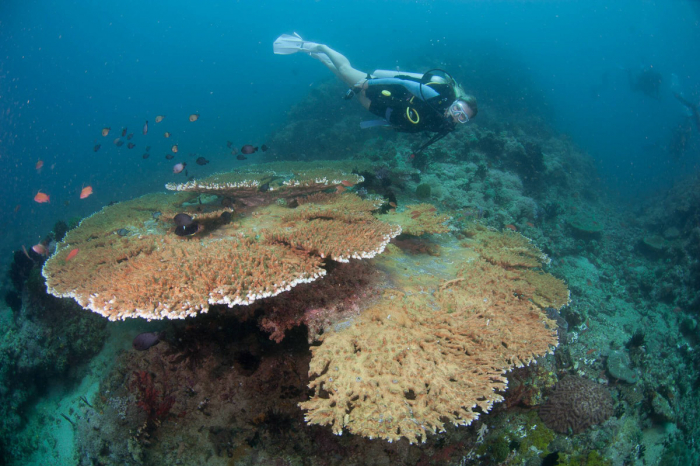 Puerto Galera Sabang Diving Philippines 5