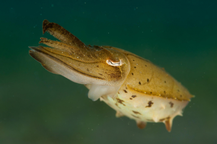 Zublu Camiguin Cuttlefish