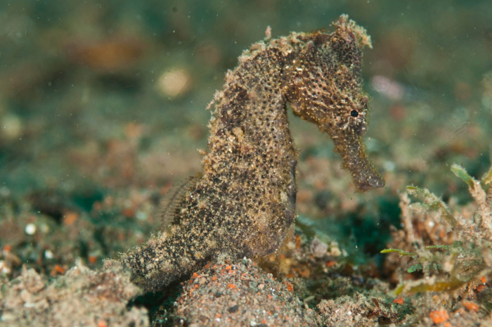 Zublu Camiguin Seahorse