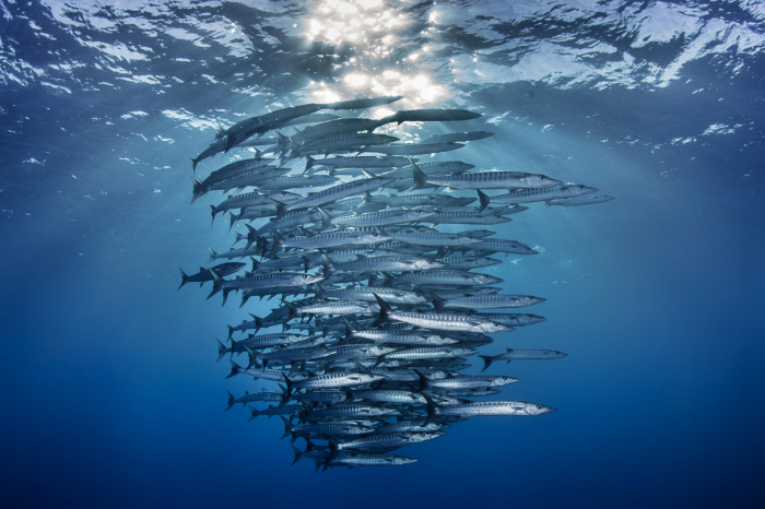 Apo Reef Occidental Mindoro Scuba Diving 2