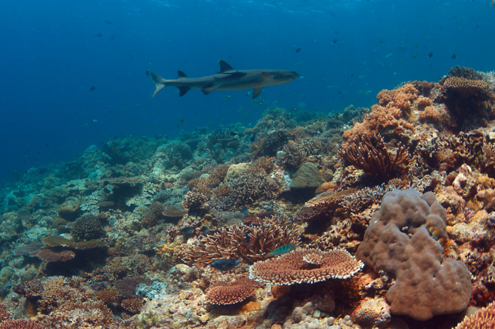 Apo Reef Occidental Mindoro Scuba Diving 3