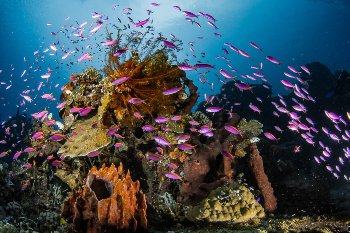 Apo Reef Occidental Mindoro Scuba Diving 6