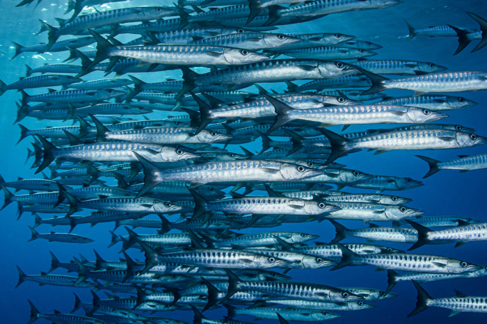 Apo Reef Occidental Mindoro Scuba Diving 9