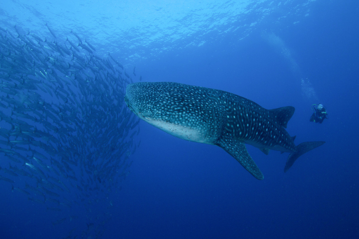 Tubbataha Reefs Diving Philippines 2