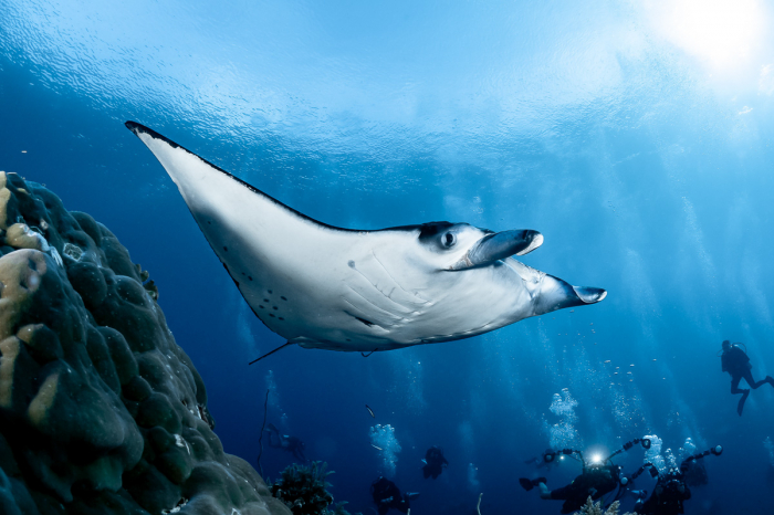 Tubbataha Reefs Diving Philippines 5