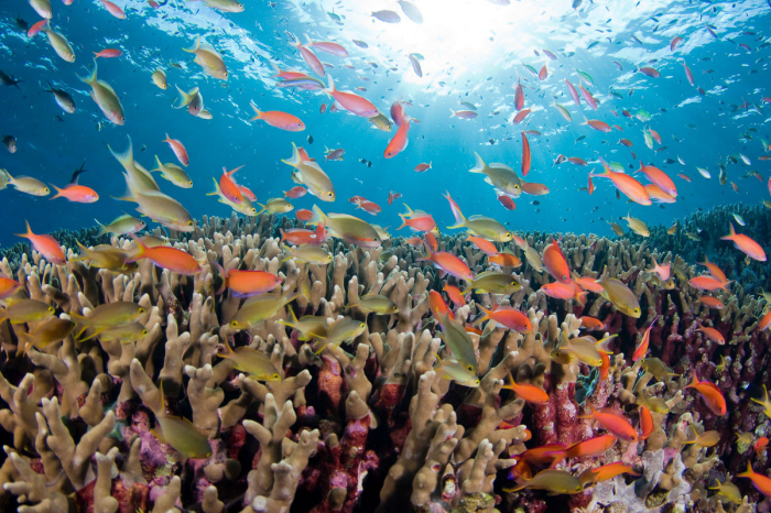 Tubbataha Reefs Diving Philippines 7
