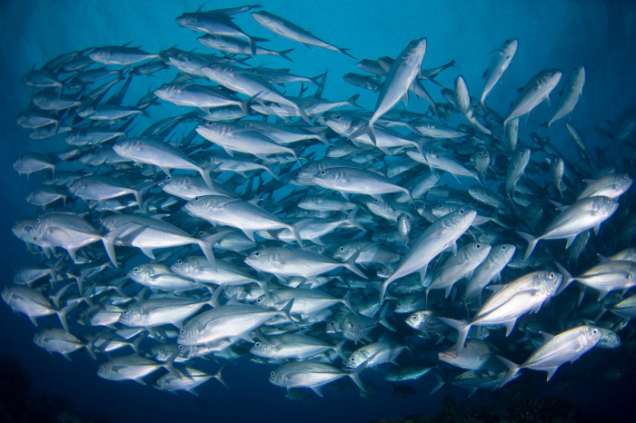 Tubbataha Reefs Diving Philippines 8