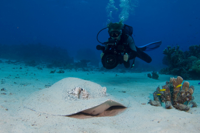 Tubbataha Reefs Diving Philippines 10