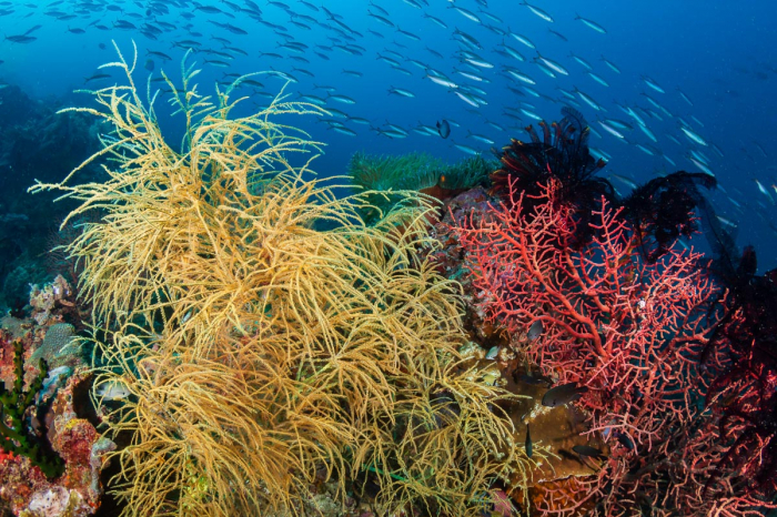Anda Boholo Philippines Scuba Diving 2
