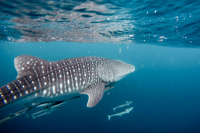 Anda Boholo Philippines Scuba Diving 4
