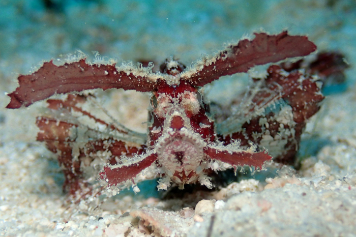 Anda Boholo Philippines Scuba Diving 5