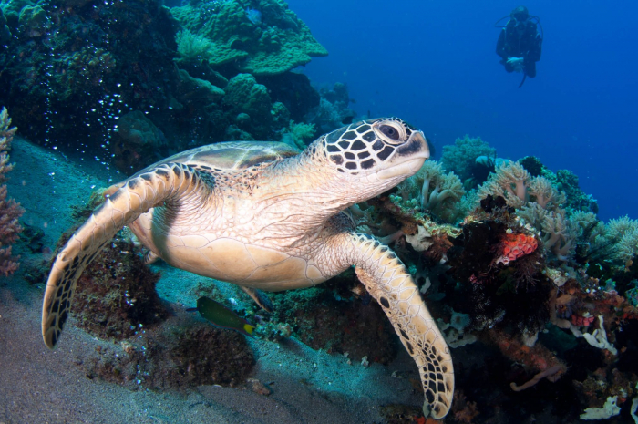 Philippines Apo Island Turtle 12