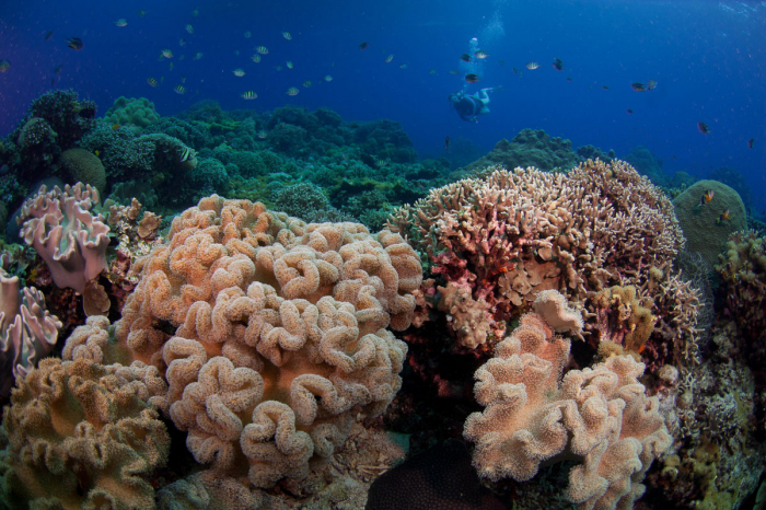 Dauin Dumaguete Apo Diving Philippines 8