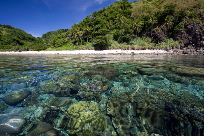 Dauin Dumaguete Apo Diving Philippines 10