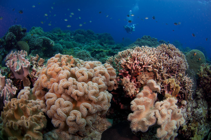 Apo Island Reef 1