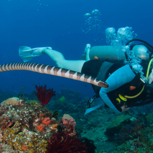 Apo Island Seasnake Diver 1