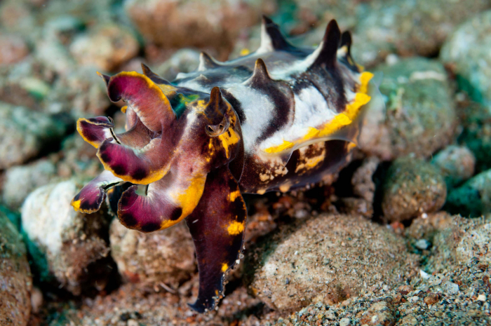 Dumaguete Flambuoyant Cuttlefish