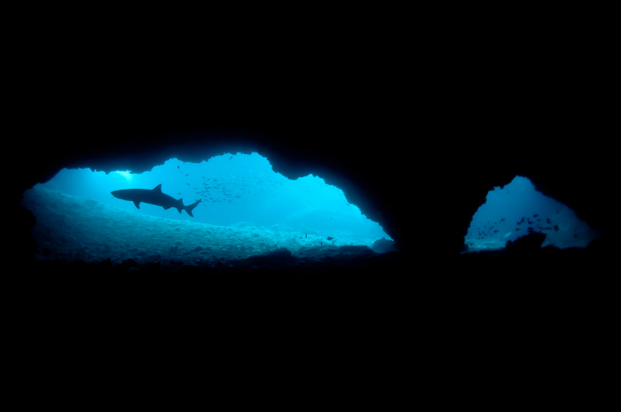 Malapascua Gato Shark Tunnel 4