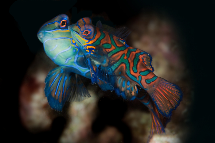 Malapascua Mandarinfish