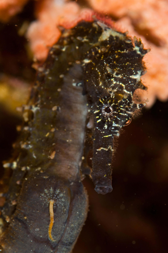 Malapascua Seahorse 2