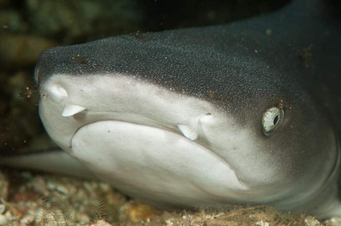 Malapascua Whitetip 1