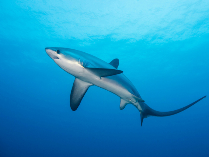 Malapascua Thumbnail Threshershark