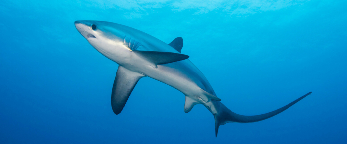 Malapascua Banner Thresher Shark