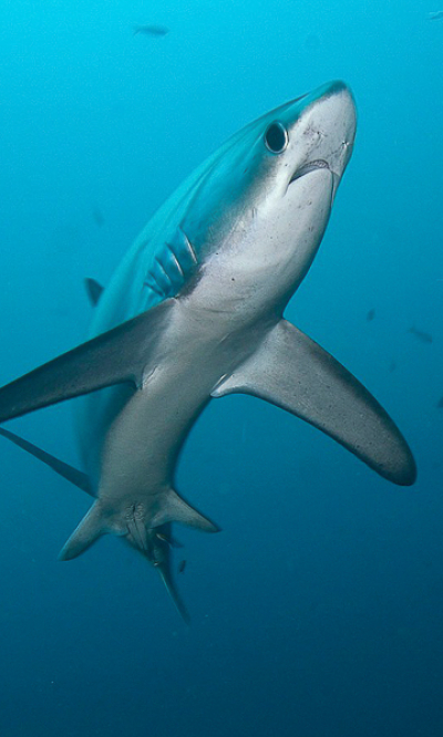 Malapascua Cebu Philiipines Diving Portrait