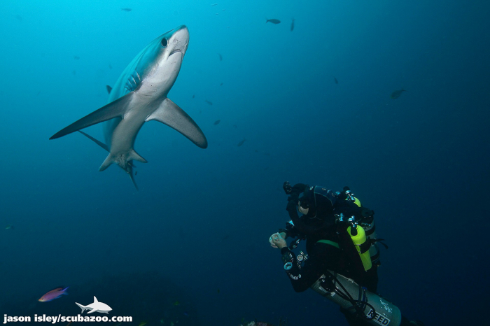 Malapascua Cebu Philiipines Diving Thresher Shark