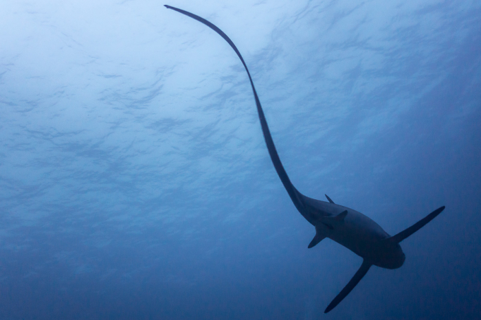 Malapascua Cebu Philiipines Diving Thresher Shark