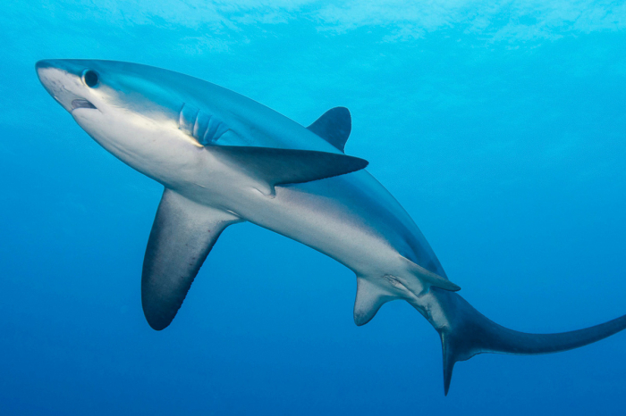 Malapascua Cebu Philiipines Diving Thresher Shark