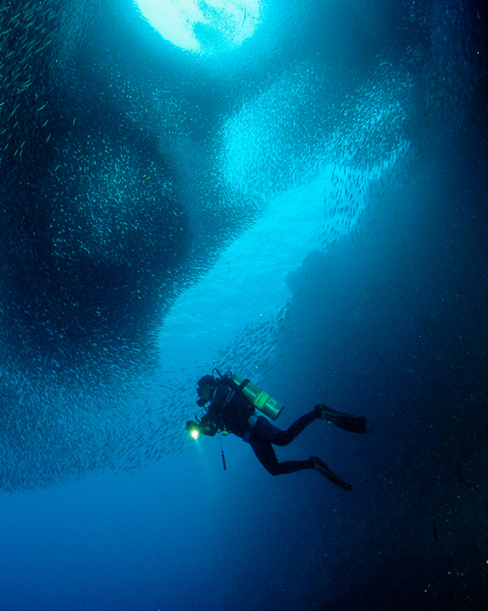 Dive Sardines Moalboal Philippines Min