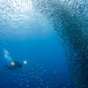 Moalboal Cebu Scuba Diving Sardines Banner