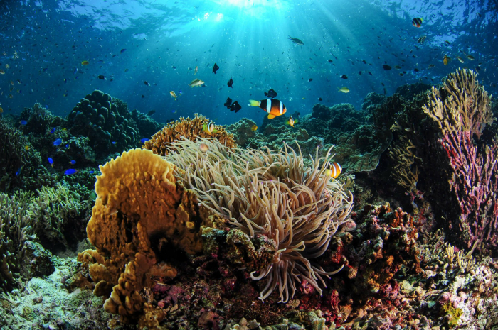 Moalboal reef