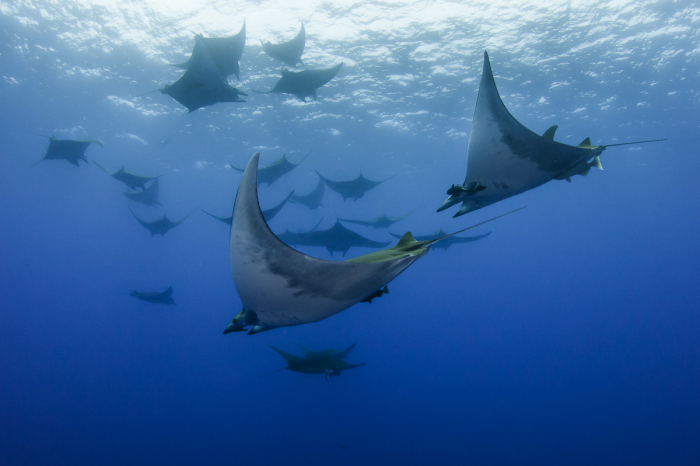 Azores Portugal Scuba Diving Sao Miguel Pico Santa Maria 2