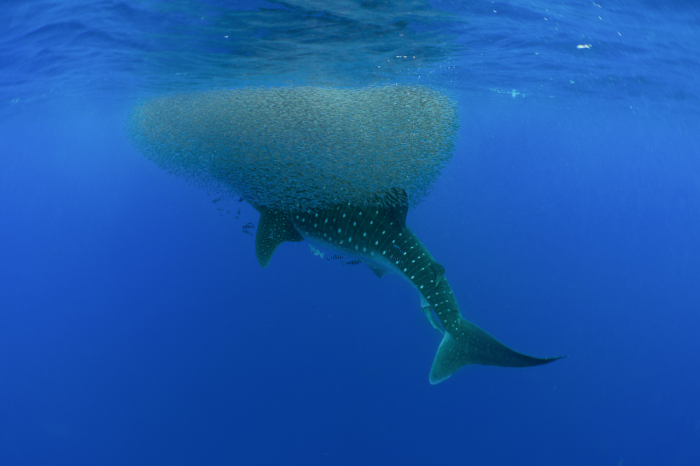 Azores Portugal Scuba Diving Sao Miguel Pico Santa Maria 9