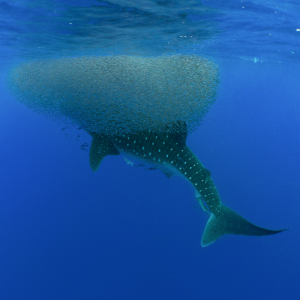 Azores Portugal Scuba Diving Sao Miguel Pico Santa Maria 9