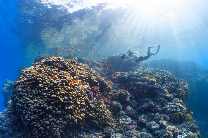 Saudi Arabia Scuba Diving 2