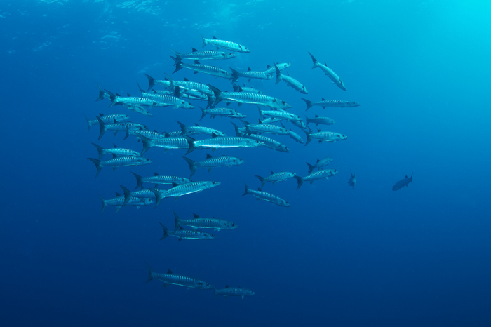 Saudi Arabia Scuba Diving 9