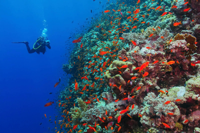 Saudi Arabia Scuba Diving 10