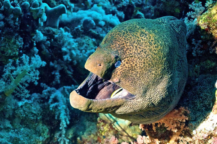 Saudi Arabia Scuba Diving 11